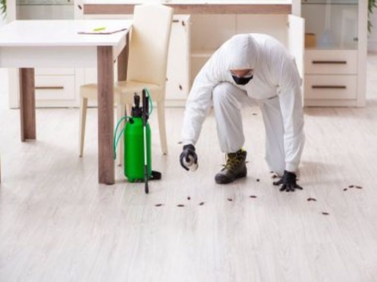 Sydney Pest Control: The Impact of Pest Infestations on Rental Properties
